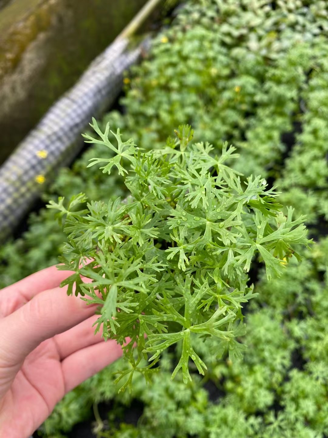 鹿角矮珍珠果冻杯装水草缸鱼缸草缸造景水培增氧淡水草中前景植物 - 图0