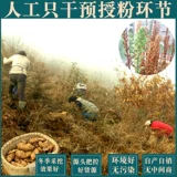 Yunnan Gastrodia 250 грамм из около 6 сухих товаров.