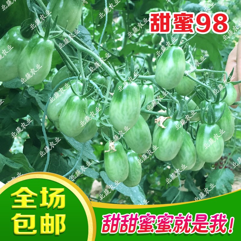 409花生番茄柿子种子小樱桃西红柿种籽红色东北丹东超甜水果四季 - 图1