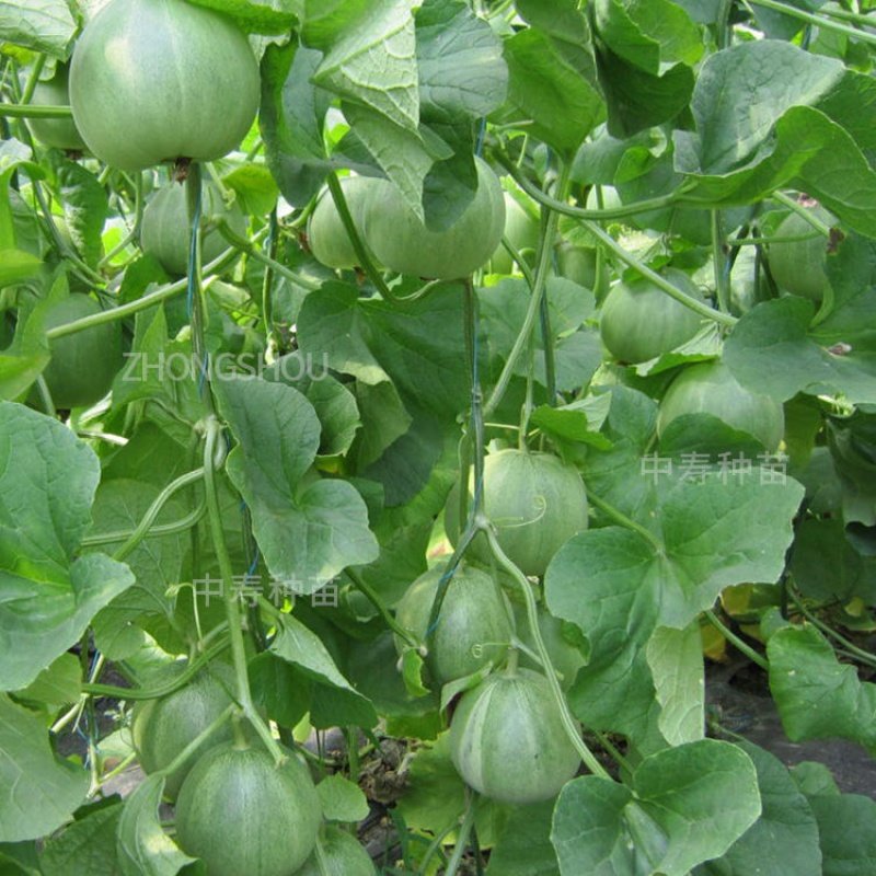 F1绿宝石甜瓜种子 薄皮超甜 香瓜种子春季四季脆瓜早熟高产香瓜籽,淘宝优惠券,粉丝福利购,淘宝优惠卷