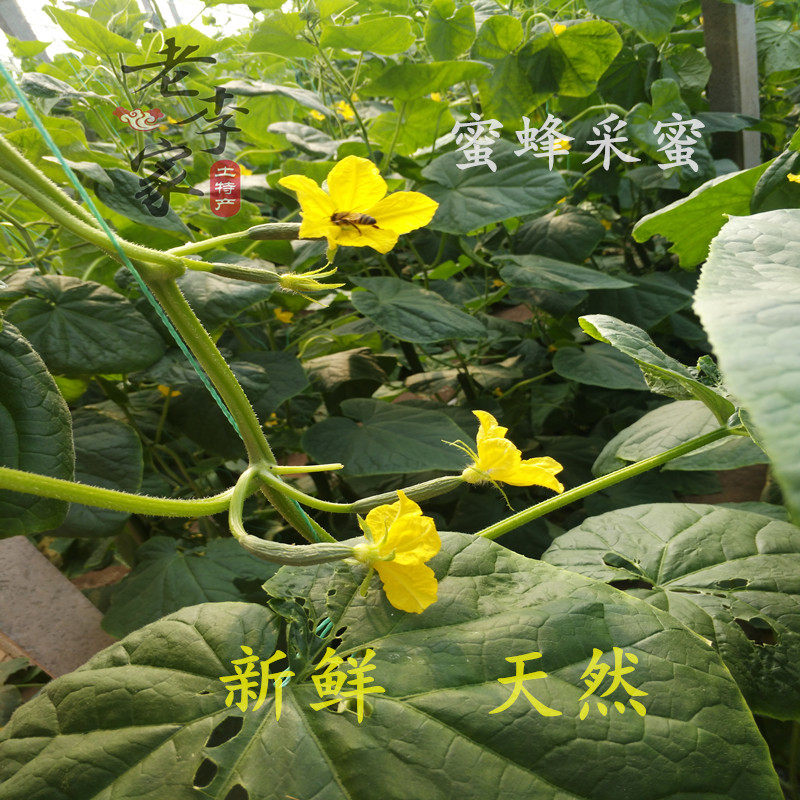 山东新鲜迷你小黄瓜花 青瓜花 顶花小黄瓜苗 现摘1斤2斤3斤包邮 老李优品果蔬 淘优券