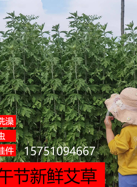 新鲜艾草端午节挂件礼品整支带叶