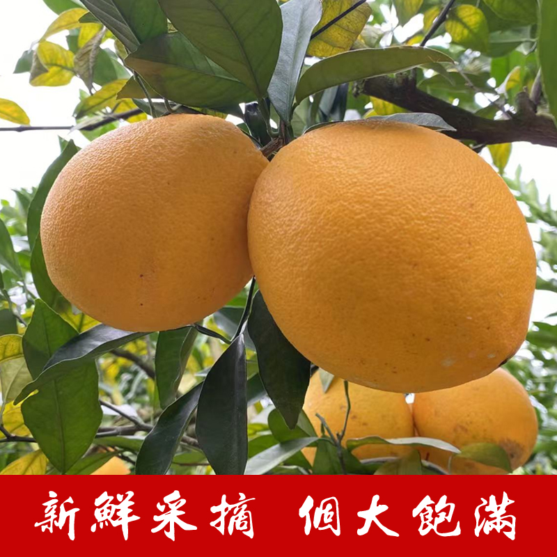 江西老表赣南脐橙信丰特产当季优质新鲜水果10/20斤箱装果园直发 - 图0