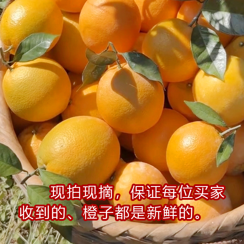 江西老表赣南脐橙信丰特产当季优质新鲜水果10/20斤箱装果园直发 - 图3