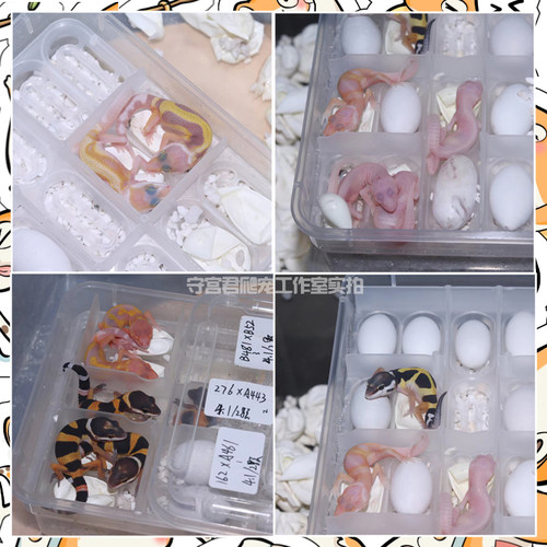 豹纹守宫蜥蜴活物新手入门懒人宠物可爱爬虫易养异宠小型温顺幼体 - 图1