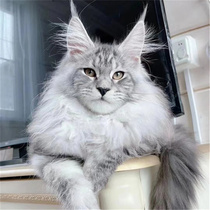 Pure breed of Burmese cat young cat living Russian origin Maine cat giant forest cat ash brown tiger silver tiger pure white