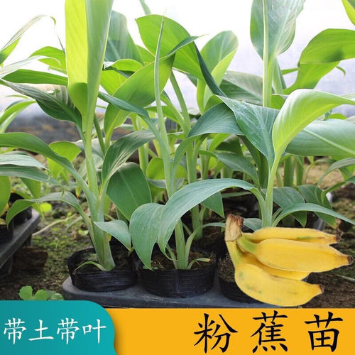矮化香蕉粉蕉小米蕉苹果蕉红蕉树苗皇帝蕉苗芭蕉大苗南方当年结果 - 图2