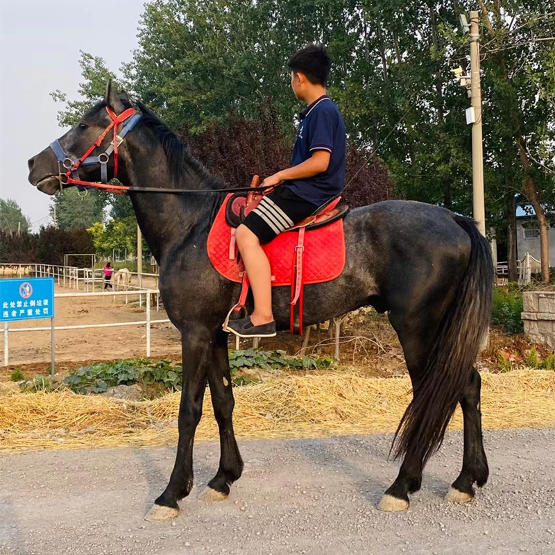 纯血马马驹活马真马温血马景区待客马拍照马真马骑乘大马养殖书籍-图0