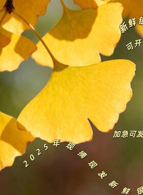 黄色超大银杏树叶现摘绿叶落叶干花标本DIY永生银杏叶做玫瑰花束