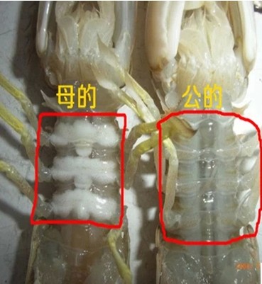 500g 北京闪送 鲜活 全母皮皮虾 海鲜虾爬子新鲜水产濑尿虾姑带膏 - 图2