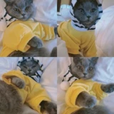 Интернет -знаменитая одежда для собак Осень тонкая кошка маленькая собака Тедди Бишон медведь животное милая маленькая собака весенняя одежда