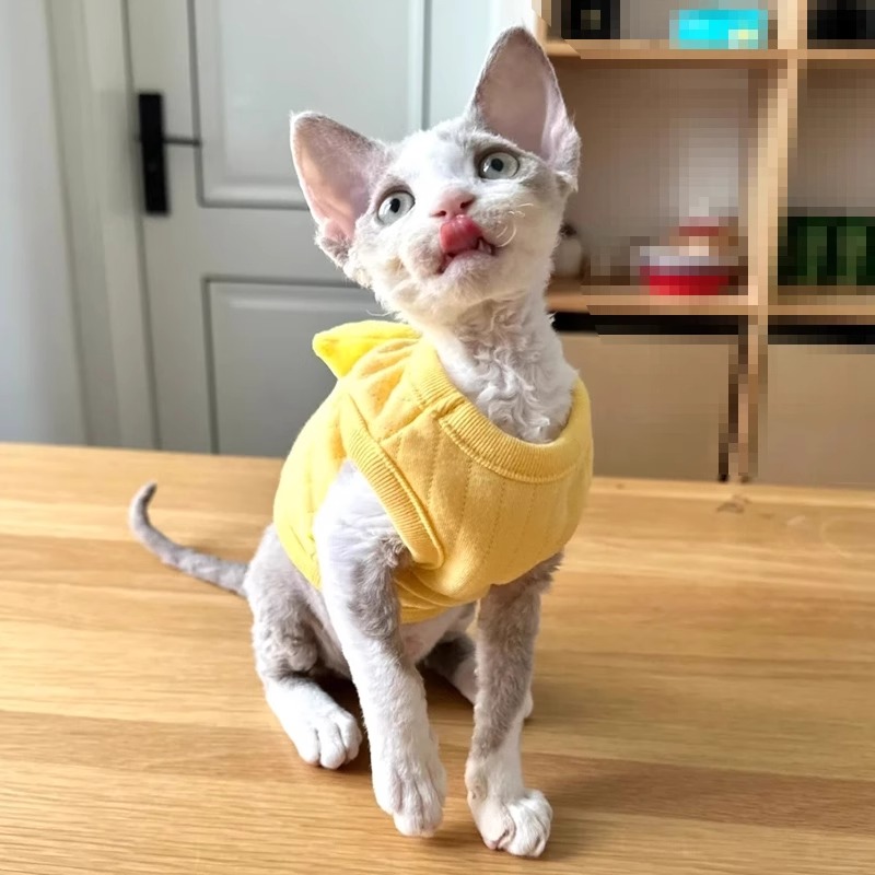 猫咪衣服春秋季新生幼猫保暖背心布偶猫宠物猫防掉毛奶狗幼犬冬装-图1