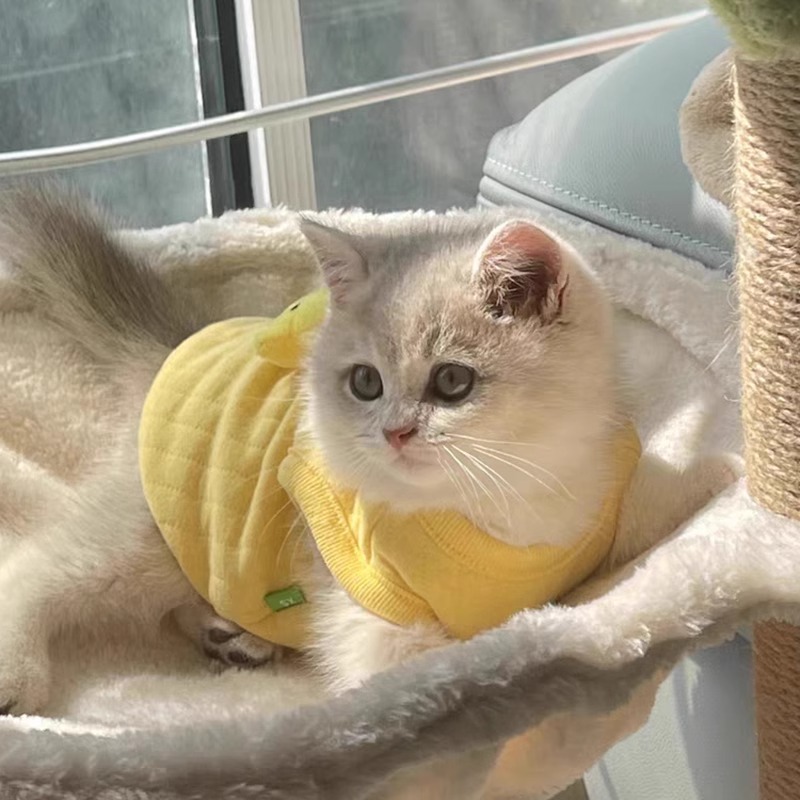 猫咪衣服春秋季新生幼猫保暖背心布偶猫宠物猫防掉毛奶狗幼犬冬装-图0