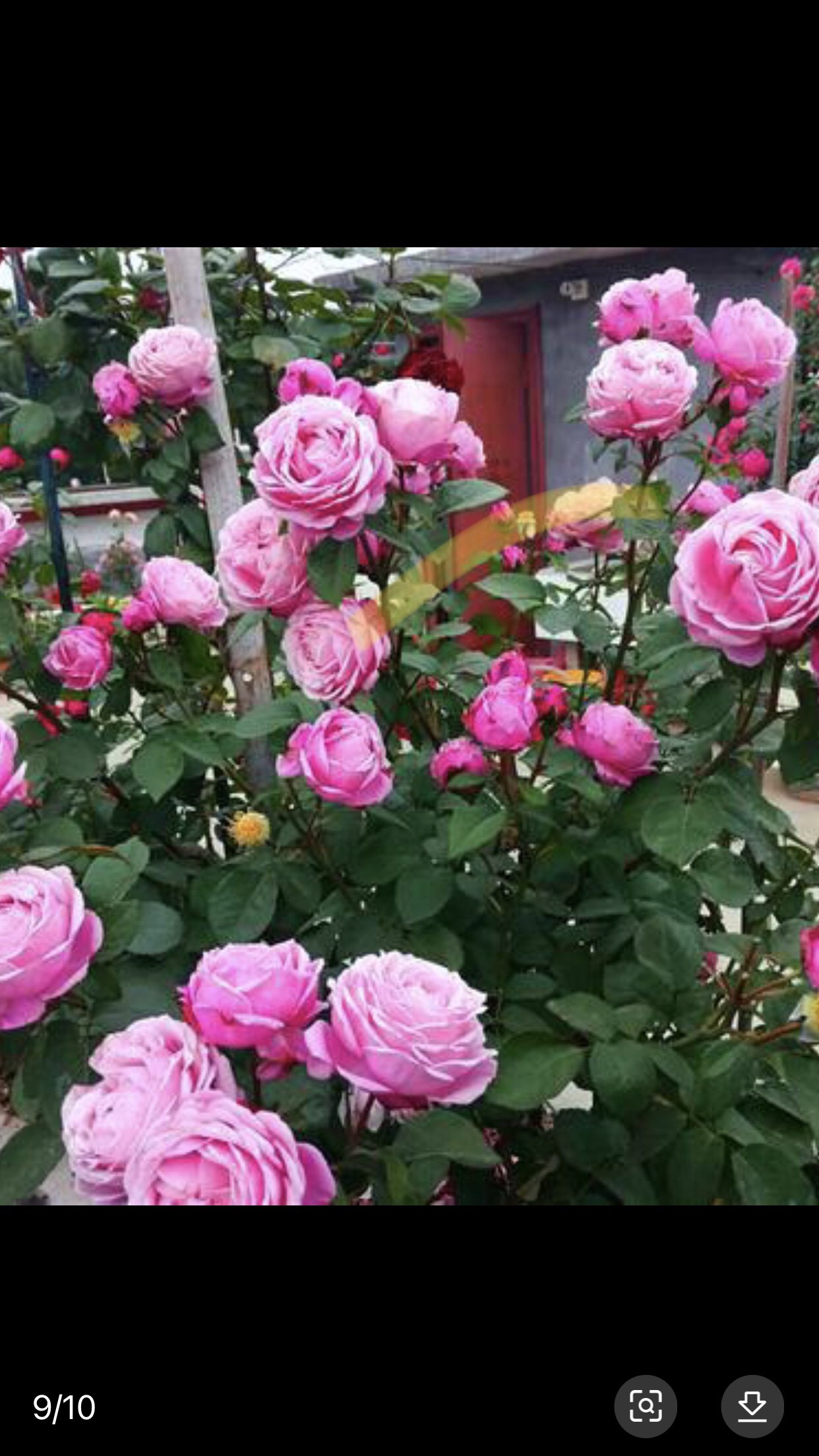 以马内利修女 纽曼姐妹可灌木可藤本强香大花,淘宝优惠券,粉丝福利购,淘宝优惠卷