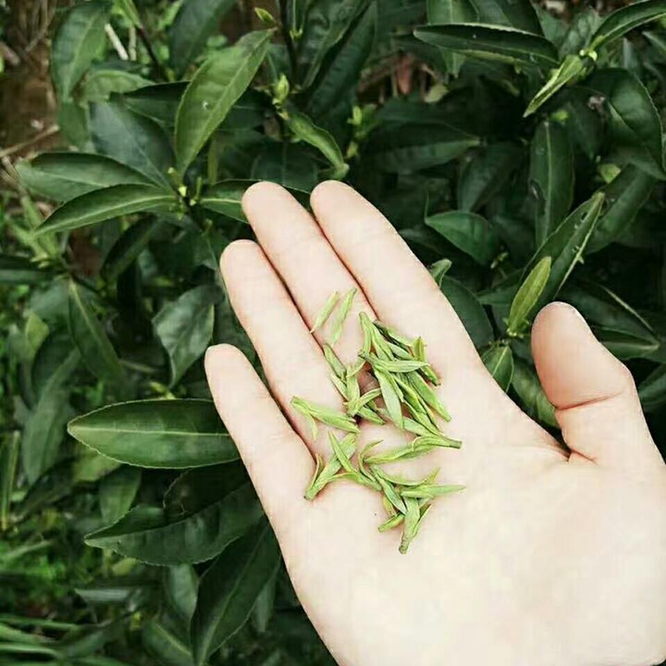 黄茶乌米尖正宗霍山黄芽2024新茶明前黄芽500g罐装茶农直销茶叶-图2