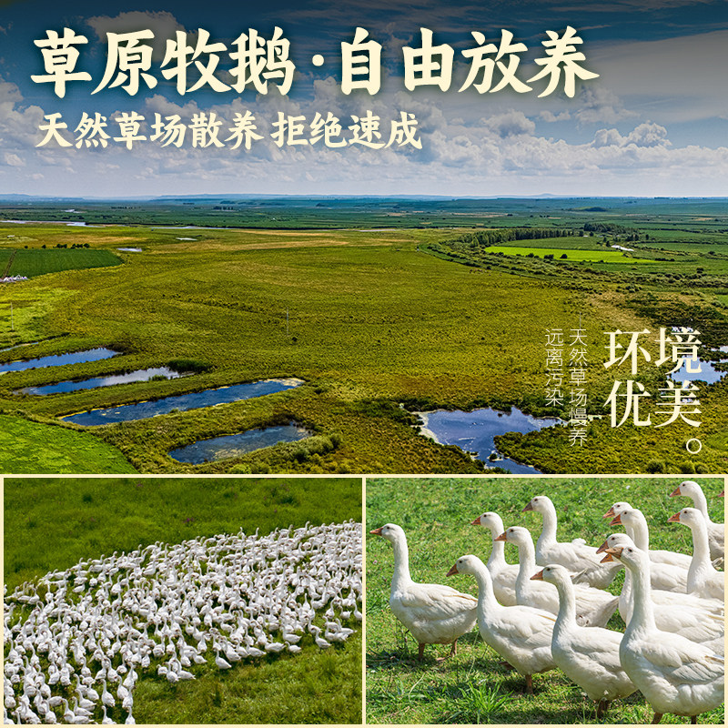 东北大鹅整只新鲜农家散养大白鹅生鲜鹅肉农村老鹅铁锅炖笨大土鹅,淘宝优惠券,粉丝福利购,淘宝优惠卷