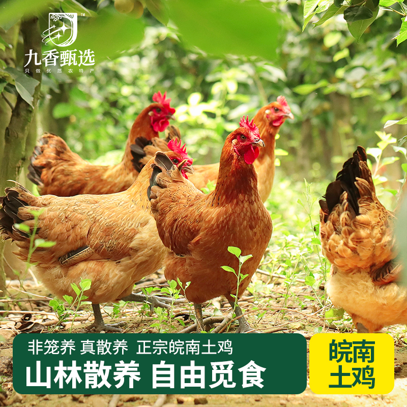 正宗农家散养乌鸡蛋新鲜纯农村绿壳土鸡蛋无抗无激素草鸡蛋笨鸡蛋