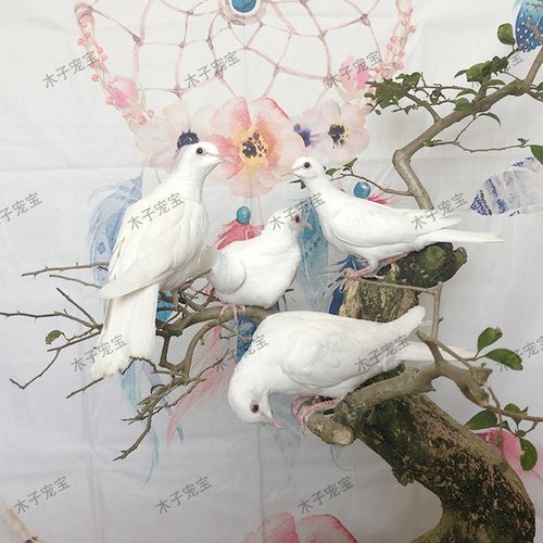 魔术鸽子活体纯白浅灰青年幼崽白鸽种鸽人工宠物活苗活物观赏小鸟 - 图0