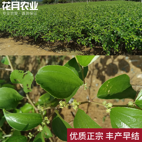 台湾大青枣树苗牛奶枣特大嫁接果树苗南北方种植盆地栽红枣子果苗 - 图1