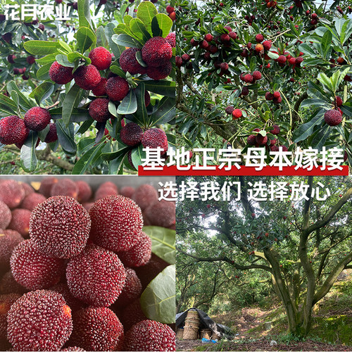 东魁黑炭杨梅树苗嫁接大苗南北方庭院常绿盆栽果树苗早熟晚熟杨梅 - 图1