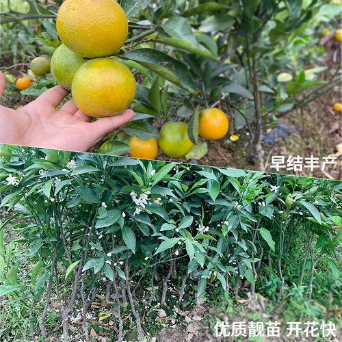 橙子树苗廉江红橙纽荷尔赣南脐橙血橙嫁接苗特大盆栽庭院南北种植 - 图1