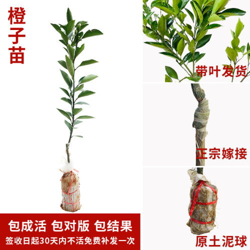 橙子树苗廉江红橙纽荷尔赣南脐橙血橙嫁接苗特大盆栽庭院南北种植 - 图2