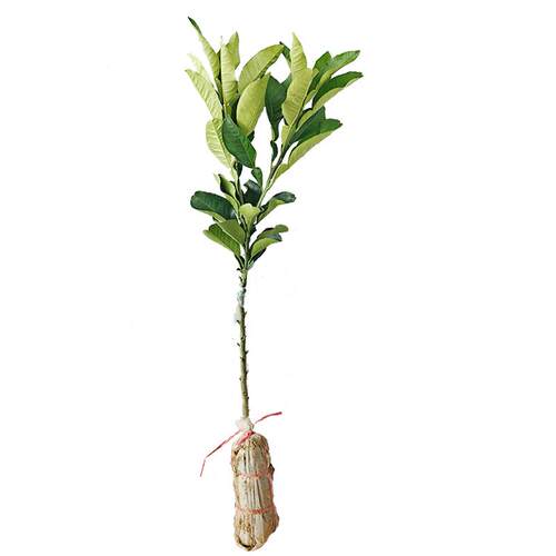 正宗化州橘红苗树苗药用桔红种苗嫁接果树苗南方种植正毛化橘红苗 - 图3