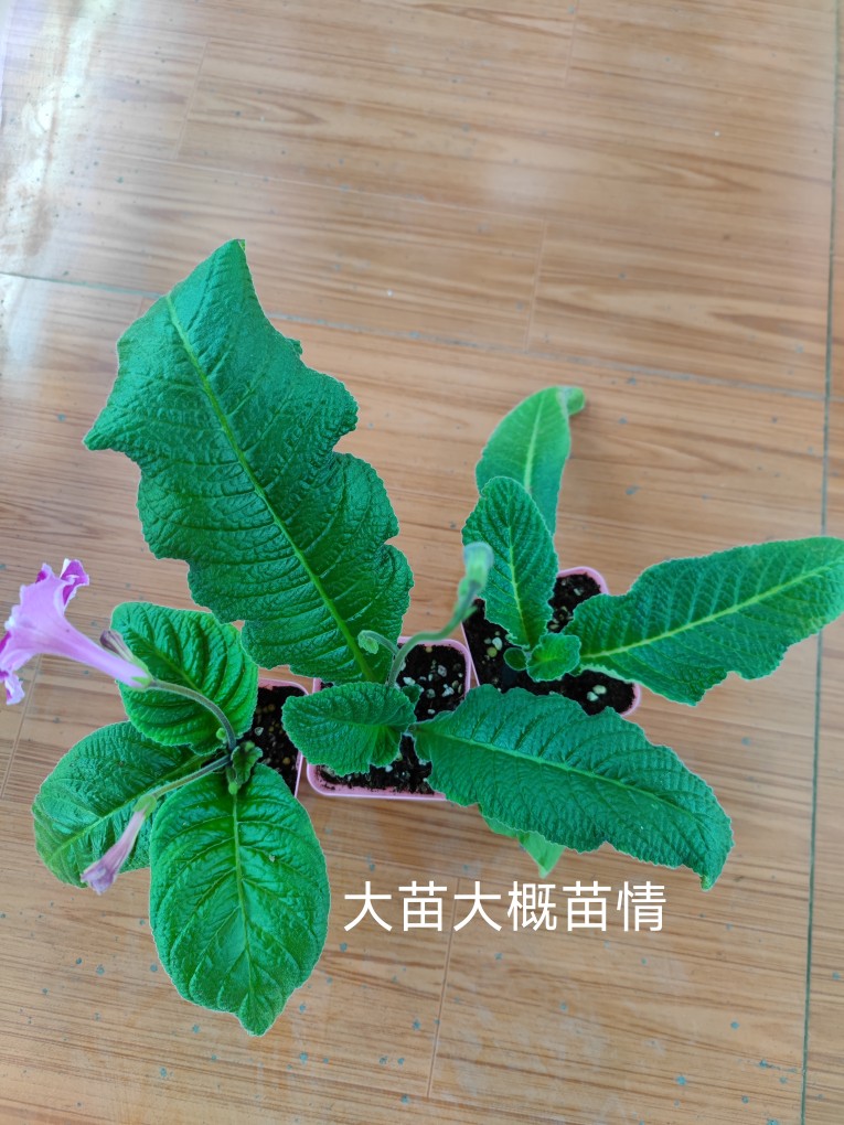 进口堇兰，新品万花筒，嵌合体，四季开花，多年生草本-图2