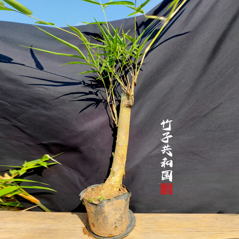 泰国实心竹缅甸实心竹盆栽景竹大实心玉竹苗室内绿植庭院阳台植物_虎窝淘