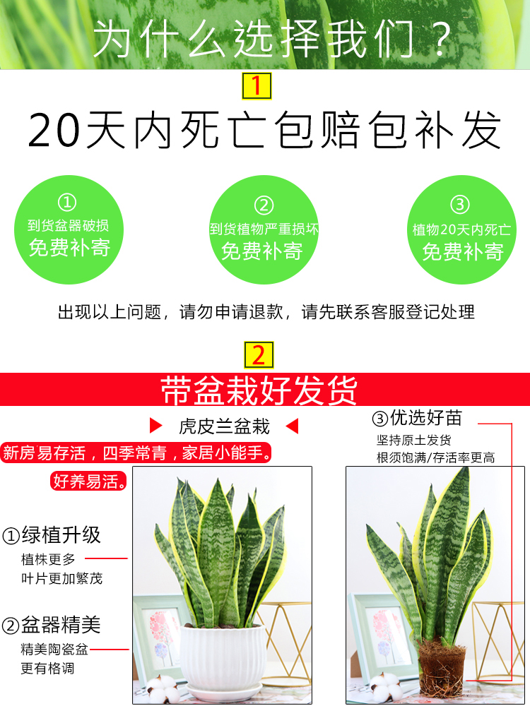 金边虎皮兰高矮品种植物室内大盆栽虎尾兰裸苗客厅水培白玉花卉苗 - 图2