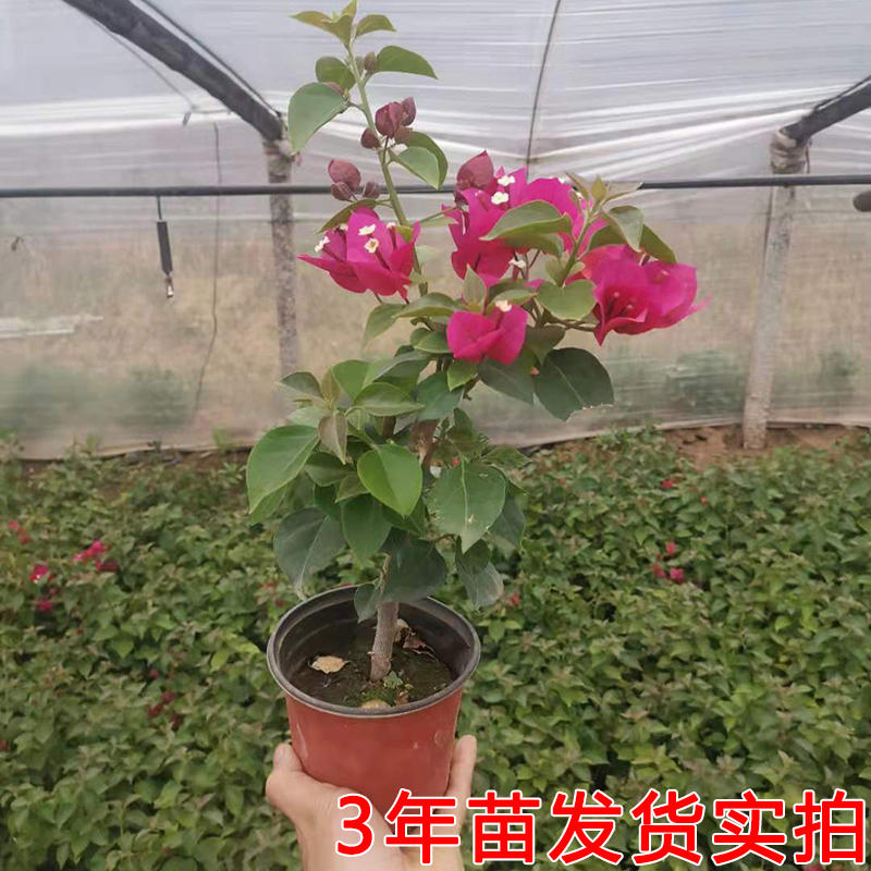 三角梅盆栽绿樱带花卉植物室内花苗重瓣老桩好养易活阳台四季开花-图2