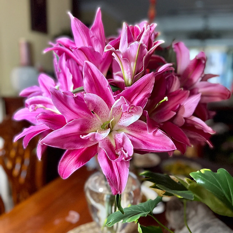 进口香水百合花种球盆栽水仙花卉绿植物室内好养活四季开花郁金香-图2