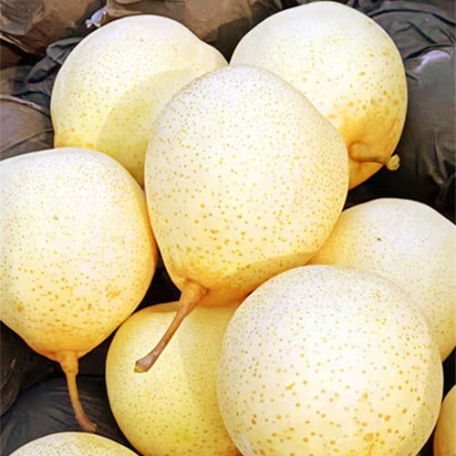 正宗河北鸭梨当季新鲜水果整箱5/10斤包邮赵县特产水晶梨产地直发 - 图1
