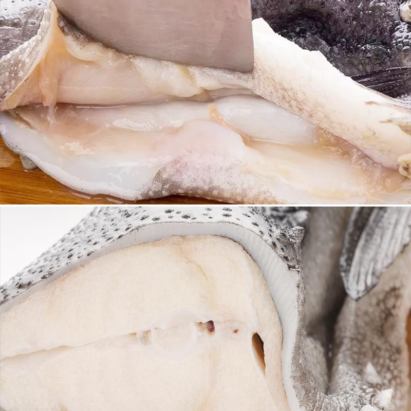 海参斑鱼2.4-3斤新鲜冷冻去内脏野生深海鱼斑鱼冰岛鱼清蒸酒 包邮 - 图1