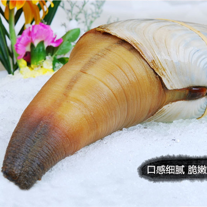 2斤1只鲜活加拿大象拔蚌干水白蚌海鲜水产特超大贝壳类刺身级食材 - 图1