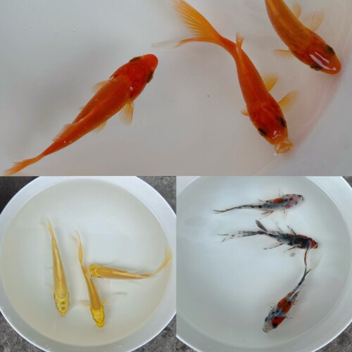 冷水鱼金鱼活体鱼小型鱼红草黄金花草黑金观赏鱼锦鲤鱼好养易活鱼 - 图1