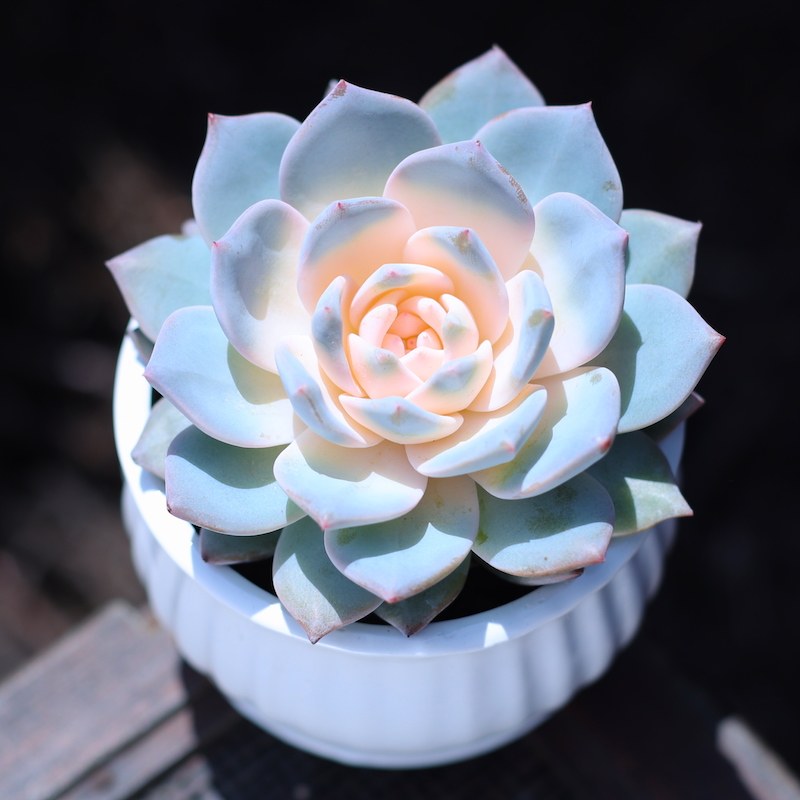 粉色蓝鸟大颗肉肉植物盆栽新手套餐室内绿植花卉肉肉植物净化空气,淘宝优惠券,粉丝福利购,淘宝优惠卷