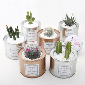 仙人掌类小盆栽多肉植物