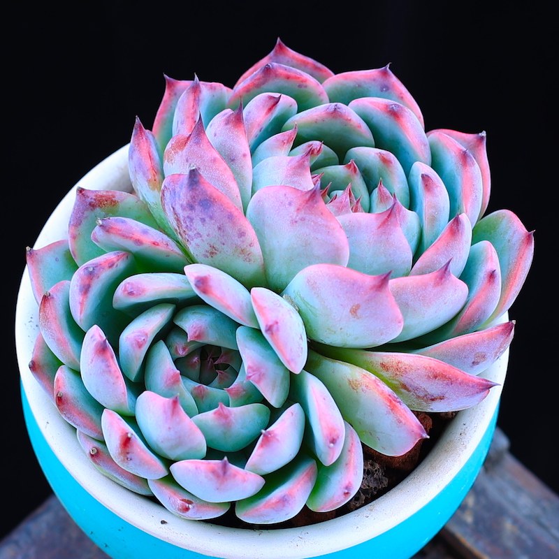 多肉植物盆栽吉娃娃大颗肉肉植物云南直发净化空气室内绿植花卉,淘宝优惠券,粉丝福利购,淘宝优惠卷