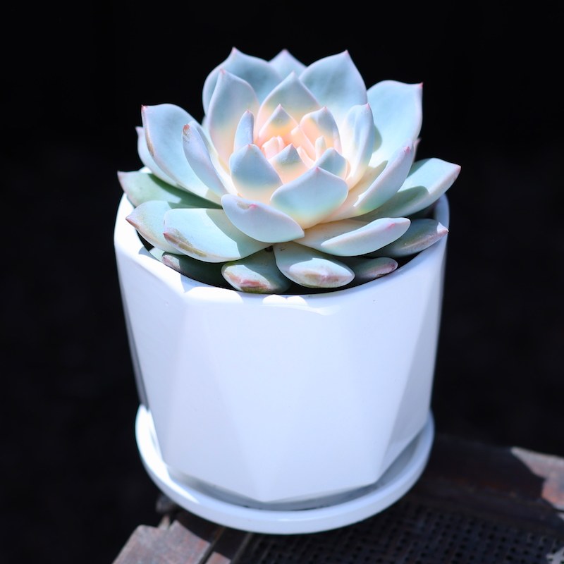 粉色蓝鸟大颗肉肉植物盆栽新手套餐室内绿植花卉肉肉植物净化空气,淘宝优惠券,粉丝福利购,淘宝优惠卷