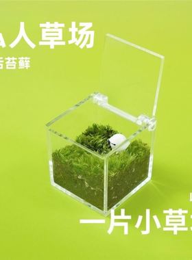 我的牛马小草坪摆件适合打工人养的迷你解压微景观办公室工位装饰