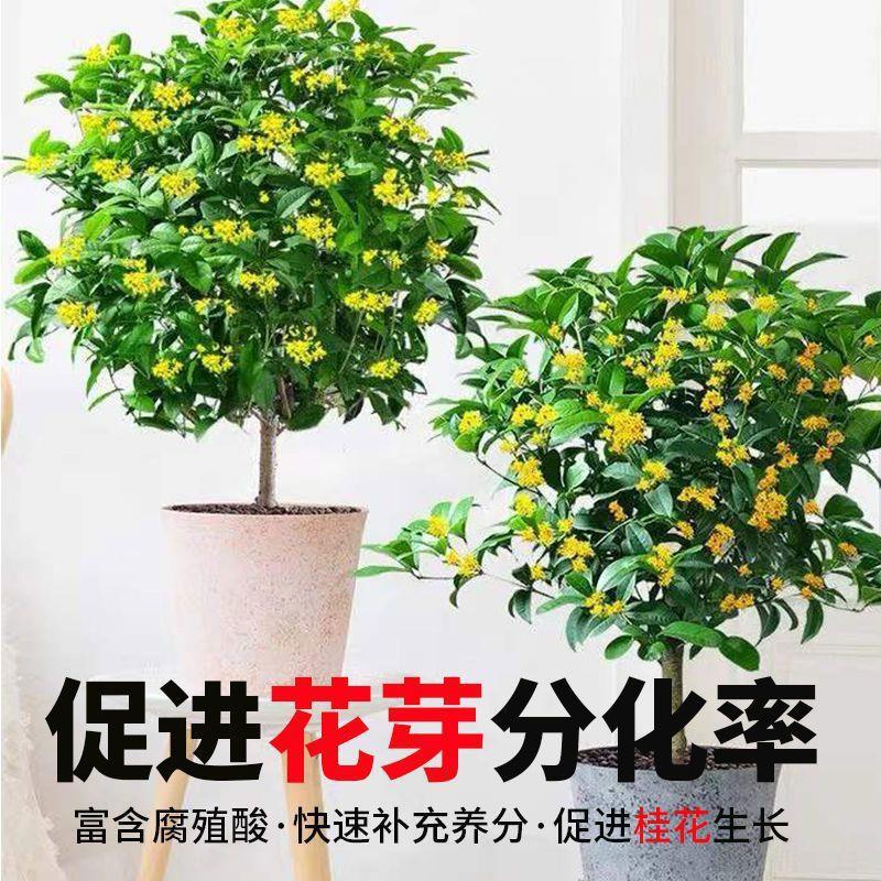 适合各种花的营养液桂花肥料专用肥防叶尖干枯花期短花肥桂花通用 - 图3