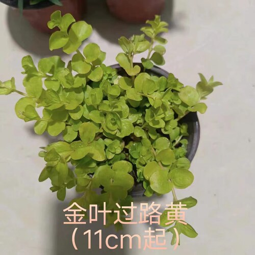 金叶过路黄佛甲草中华景天熊猫堇庭院绿化植物耐热耐寒过路黄 - 图2