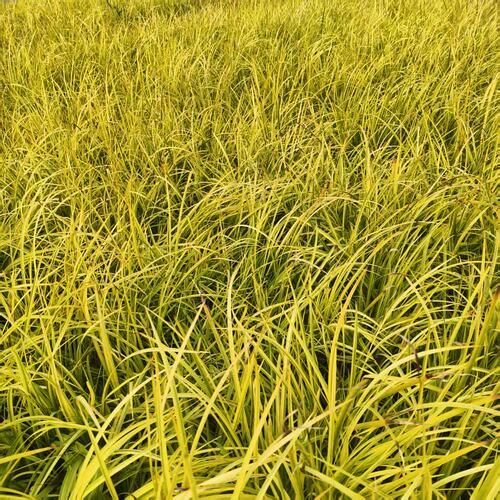 金叶石菖蒲花苗熊猫堇盆栽花苗四季常绿庭院绿化开花植物客厅阳台 - 图0