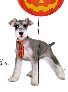 Halloween Dog Grooming Accessories Skull Small Dog Neckties