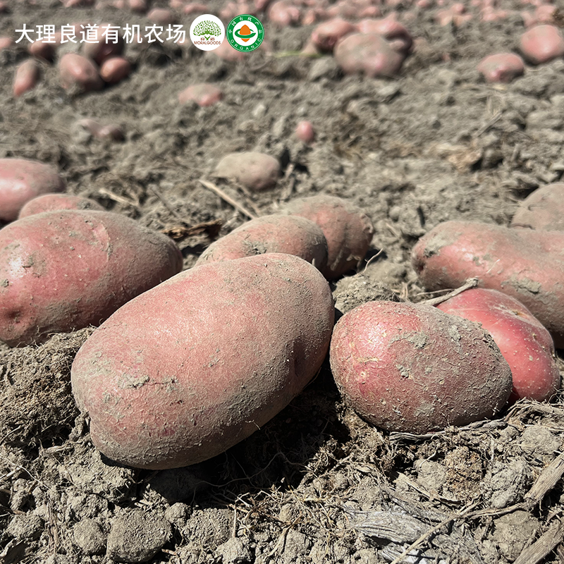 云南有机方式种植土豆马铃薯新鲜红皮黄心土豆农家洋芋蔬菜无农残 - 图2