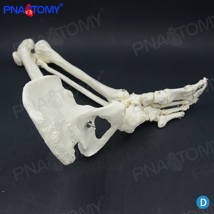 PNATOMY 1比1大小下肢骨腿骨模型脚骨关节骨头模型人体骨骼骨科用 - 图0