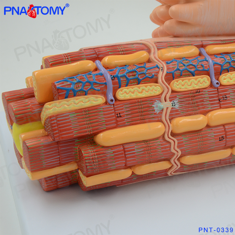 细胞超微结构医用人体q肌肉组织心肌解剖放大模型骨骼肌横纹肌脂 - 图2