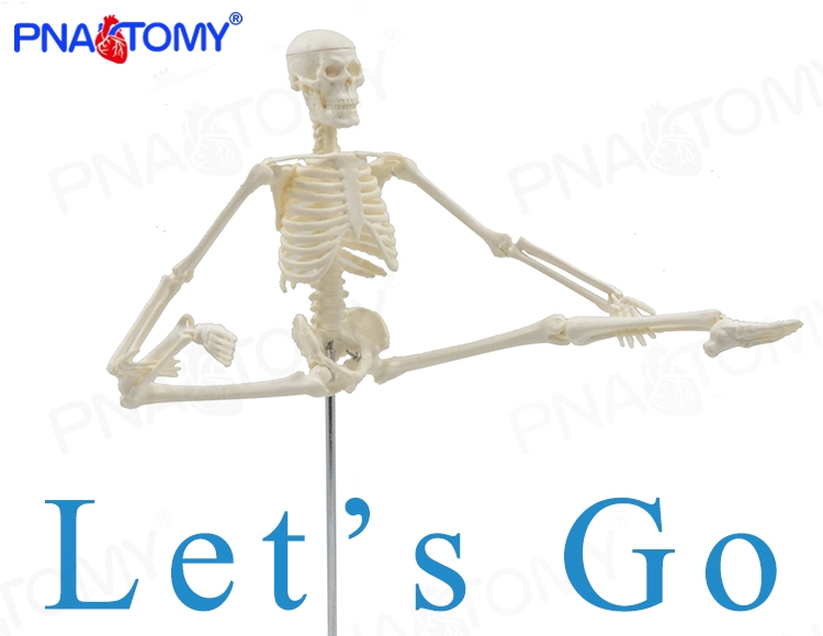 45cm小白人体骨骼模型全身骷髅骨架可拆卸送挂图教学医用美术玩具 - 图3
