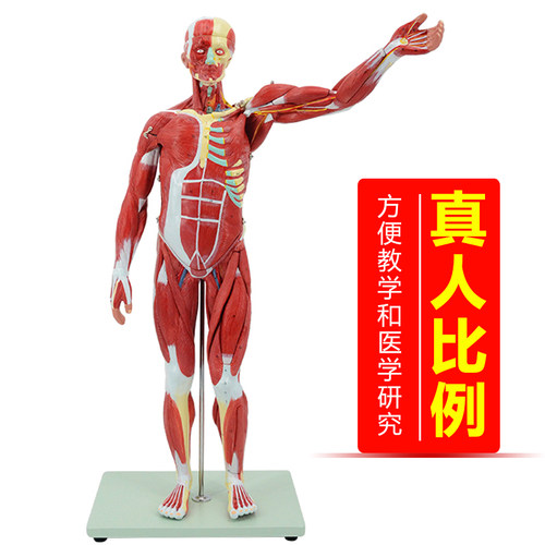 人体肌肉模型可拆卸人模型全身肌肉解剖骨骼艺用肌肉起止点医用 - 图2